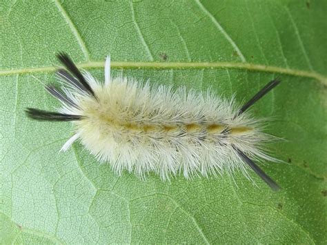 Blue Jay Barrens: Random Caterpillars