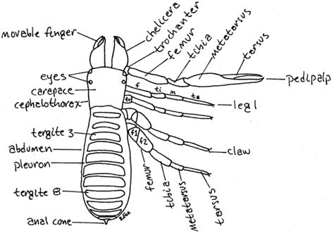 Pseudoscorpion Anatomy