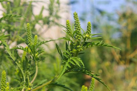 Ragweed Allergy: Causes, Symptoms, Treatments, and More