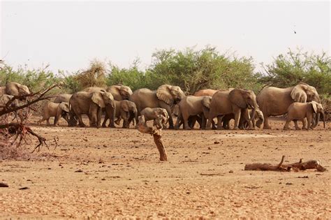 Mali’s Desert Elephants, on Edge of Annihilation, Get a Fighting Chance - The New York Times