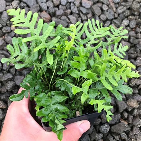 Polypodium vulgare - Common Polypody (3.5" Pot) | Little Prince To Go