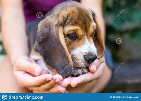 Tricolor Purebred Beagle Puppy Stock Photo - Image of canine, breed ...