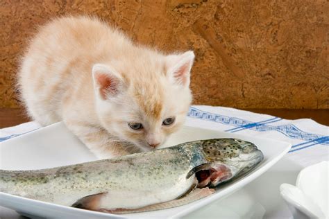 Cat Eating Fish Clipart To Color