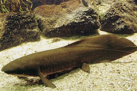 Australian lungfish: Meet them at Zoo Leipzig!