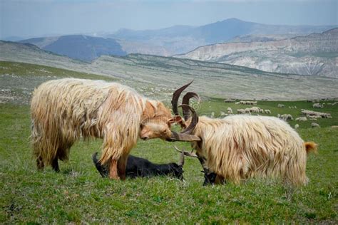 Mountain Goats with Big Horns in the Mountains of Dagestan Stock Photo - Image of animals ...