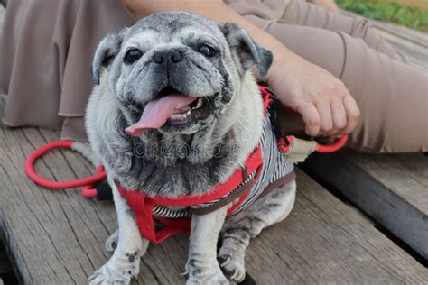 Old and Cute Chubby Pug Dog Portrait Smiling with Tongue and Teeth Funny Face Concept of Dog ...