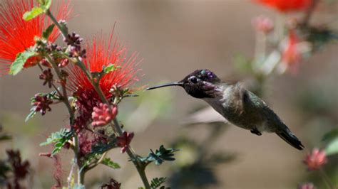 Meet The Costa’s Hummingbird (Photos & Facts)