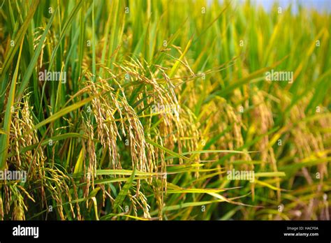 Paddy field ripe for harvest at Sekinchan, Malaysia Stock Photo - Alamy