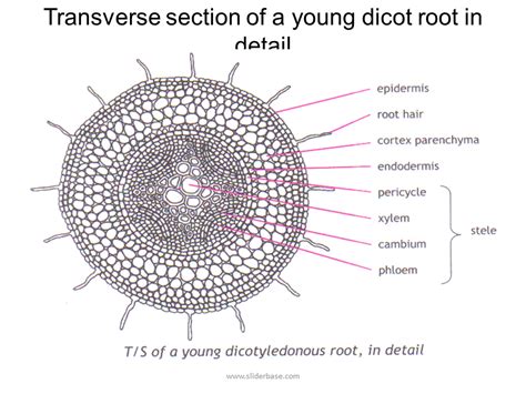 Diagram Of A Dicot Stem