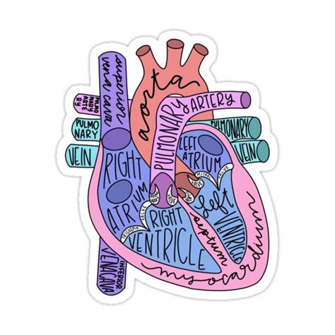 Anatomical Heart Sticker in 2021 | Medical stickers, Nurse stickers, Science stickers