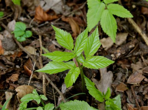 Ground Elder - A Foraging Guide to Its Food, Medicine and Other Uses