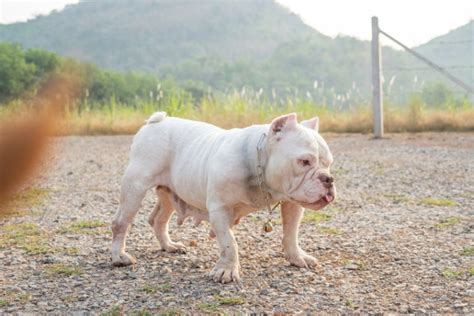 10 Types of American Bully Bloodlines (With Pictures) | Pet Keen