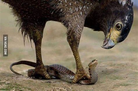 Golden Eagle eating a Snake | Pet birds, Animals wild, Birds of prey