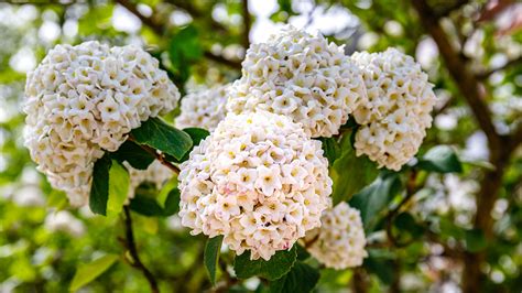 When and how to prune viburnum bushes | Homes & Gardens