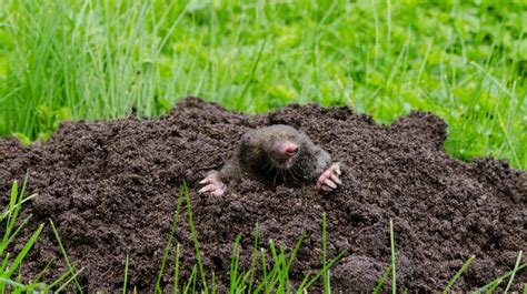 Mole Removal Service | Mole Control | Puyallup, WA