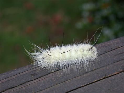 White fuzzy caterpillar - which moth is this? - Acronicta americana - BugGuide.Net