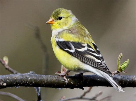 American gold finch (female) | Goldfinch, Finches bird, Birds