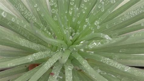 Silversword Images – Browse 256 Stock Photos, Vectors, and Video ...