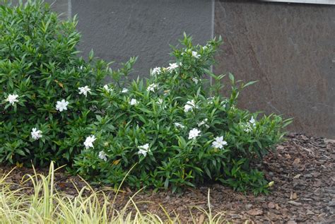 View How To Plant Dwarf Radicans Gardenia Pics