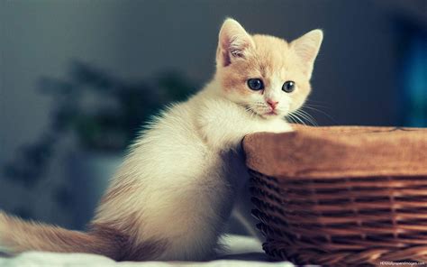 Cute White Cat Wallpapers For Desktop - Wallpaper Cave