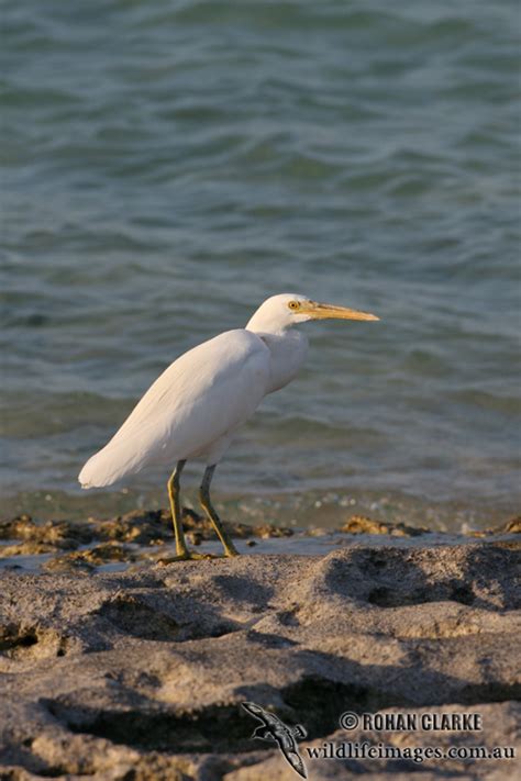 Eastern Reef Egret 3060.jpg photo - Wildlife Images photos at pbase.com