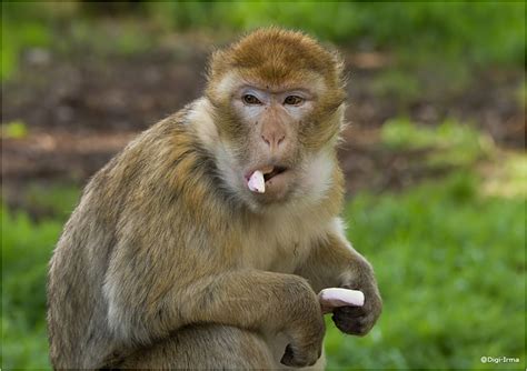 Funny And Cute Animals: Funny Monkey With Banana Photos 2013