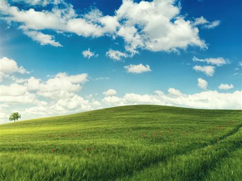 Wallpaper green landscape, adorable, sunny day desktop wallpaper, hd image, picture, background ...