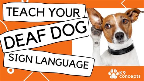 How to teach your Deaf Dog sign language (the EASY way!) - YouTube