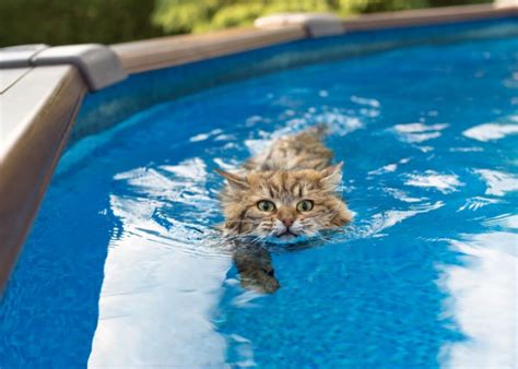 Do Cats Naturally Know How to Swim? - Cats.com