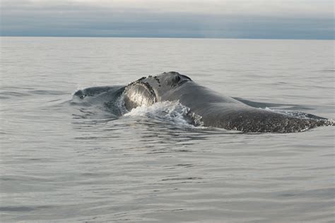 North Pacific Right Whale - Marine Mammal Commission