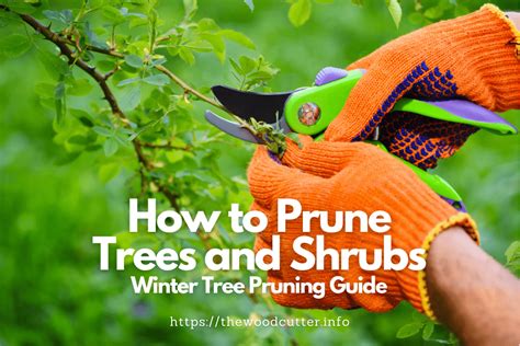 How to Prune Trees and Shrubs in Winter | Winter Tree Pruning Guide