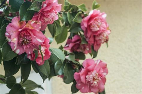 Pruning camellias: when & how? - Plantura