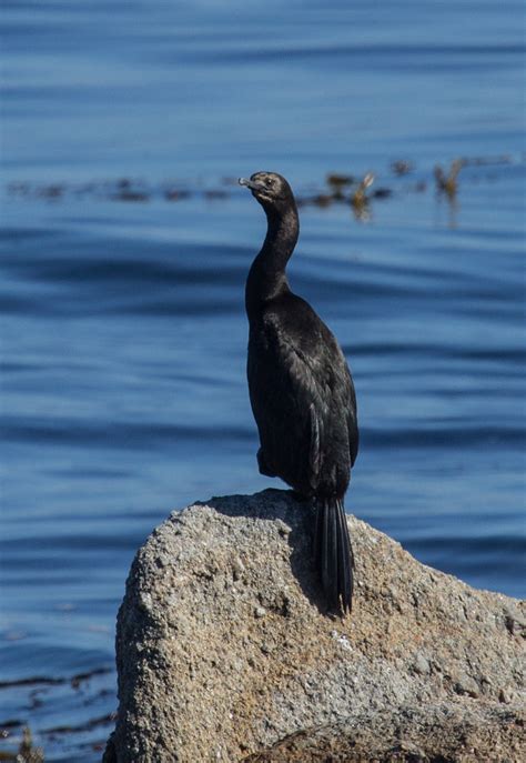 Pelagic Cormorant | Bird | Laura Erickson's For the Birds