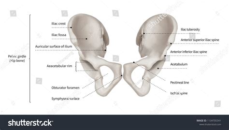 Infographic Diagram Human Hip Bone Pelvic Stock Illustration 1134705341 | Shutterstock