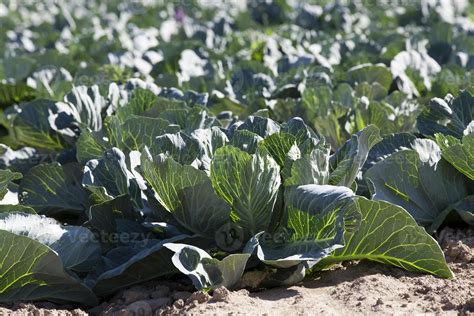 Field with cabbage 9455700 Stock Photo at Vecteezy