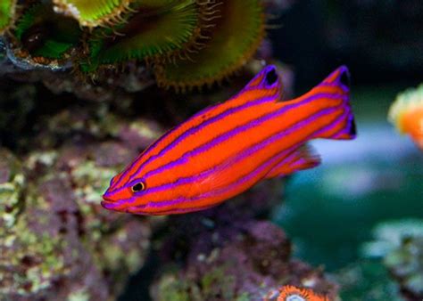 real tropical fish - Google Search