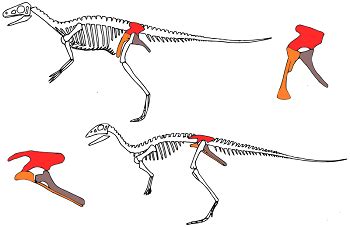 Saurischian Dinosaurs | Definition, Characteristics & Examples | Study.com