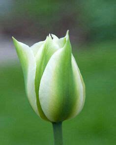 Green Tulip. One Million Tulips. | Gambar bunga, Tulip, Fotografi bunga