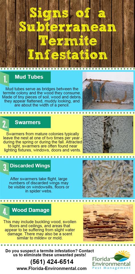 Common Signs of A Subterranean Termite Infestation (Infographic) | Termite infestation, Termites ...