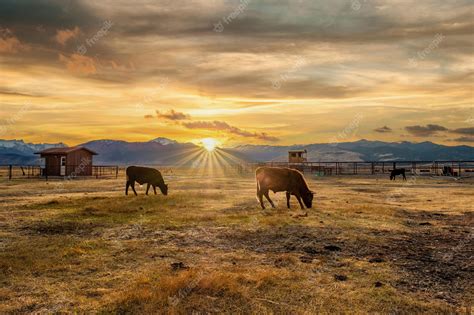 Premium Photo | Cow on a field at sunset