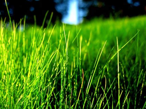 Green Grass Wallpaper - WallpaperSafari