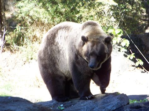 Bear at Northwest Trek, | Bear, Brown bear, Trek