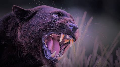 Wallpaper Black panther, angry, teeth 1920x1200 HD Picture, Image