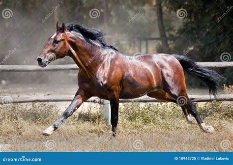 Gallop horse stock image. Image of gallop, dresser, grass - 10948725