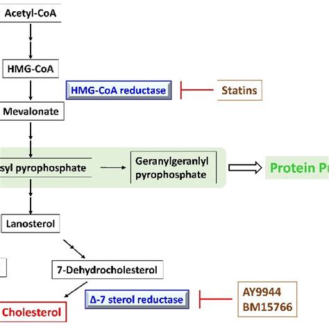 A highly simplified diagram of the cholesterol synthesis pathway ...