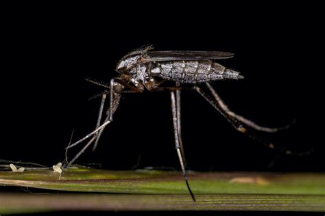 Meet the American Giant Mosquito – Garden & Gun