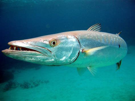 What do barracudas eat