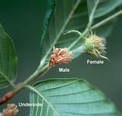 Fagus grandifolia | Landscape Plants | Oregon State University