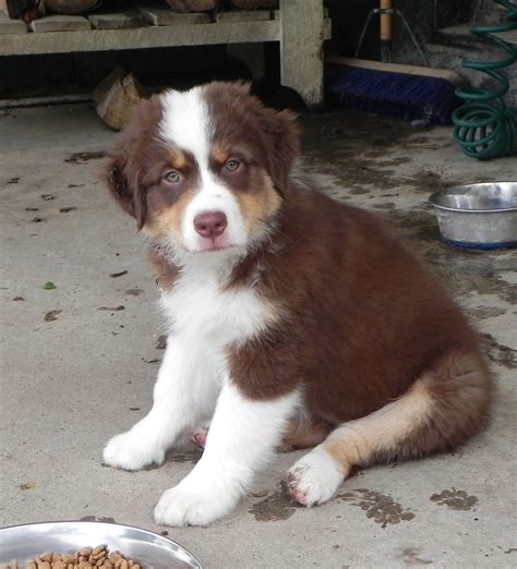 Australian Shepherd Red Tri Australian Shepherds, Aussie Shepherd ...