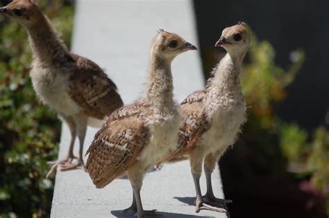 Peacock chicks | Siblings looking around. Note the crowns st… | Flickr